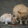 守谷市森林公園のネコ達