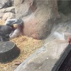 今からアメリカの動物園に遊びに行きませんか？