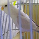コザクラインコ日誌