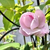 庭の様子＆連休後半一日目