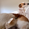 犬が人間の足元で寝るのはなぜ？