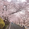 今年の桜