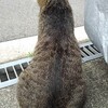 プロフェッショナル出川