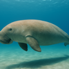 ジュゴンが絶滅危惧種となった理由と私たちにできること