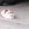 太り気味の猫がどれくらい重たいのか感じてみる