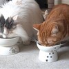 アメショのミラ、食事をかなり食い残す