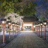 今年も夜の平野神社さま魁桜に会いに行く@2024