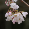 十月桜「金沢城公園」