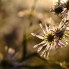 【現代詩】「花」　酔った花が光のようにこぼれ落ちるイメージ　現代詩の試み