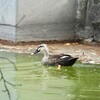 クソジジイ