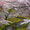 登戸(近辺)の桜写真