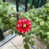 【ガーデニング】【家庭菜園】そろそろ収穫も終わりかな