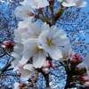 恩田川 桜 2020年 開花状況は？ 例年の見ごろは？