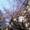 渋谷・神泉町の桜です