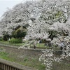 再び...😨からの、桜記録その2🌸