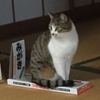 侮れないぞ、百均／牛丼タレの黄金比率