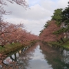 今日の桜