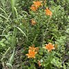 百合の花潮騒きいて海を見て 