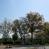近所の公園まで孫と散歩