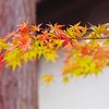 京都の紅葉2015年見ごろの時期を徹底予想　エリアごとの見ごろは？