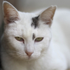 天下御免の白い猫