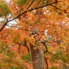 北鎌倉の「円覚寺」で素晴らしい紅葉見物！！（４）