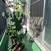 ユーカリポポラス　剪定