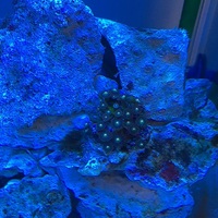 海水60cm水槽 機器の変更 魚たちとの出会いと別れ Ash式アクアリウム
