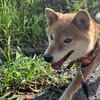 老犬ホームあん｜新人さん エス^^