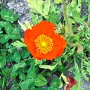 月桂樹を庭に植えてはいけない