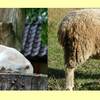ヤギとヒツジの違い：web動物図鑑
