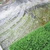プール育苗'21～落水