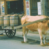 街に牛がいる1950年代【肥桶・Honey Wagon】