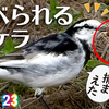 1123【昆虫捕食ハクセキレイがオケラを食べる】オシドリ夫婦求愛鳴き声エクリプスコガモ。カルガモ交雑種マルガモ、カワセミとアオジ、秋の植物【 #今日撮り野鳥動画まとめ 】 #身近な生き物語