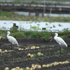 蓮田で鳥を見た日記（２０２３　０５０６）その１。