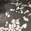 今年の花と虫と鳥の報告