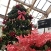 【クリスマス🎄】植物園のクリスマス展