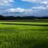 Rice field