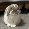 お、久しぶりでございます