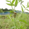 田んぼの生き物　カエル編