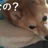 細い影、だよ