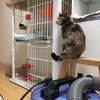 ねこ里親生活【６３６日目】お掃除の人に懐く