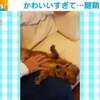 “お腹なでなで”の手を止めると…犬「もっともっと！」 反則級の可愛い催促に飼い主困惑「手首が腱鞘炎になりそう」