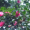 山茶花と