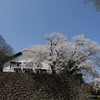 金沢城「鶴丸倉庫」満開桜