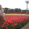 雨中の「なばなの里」のtulip