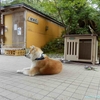 田沢湖共栄パレス　秋田犬見学所（秋田県仙北市）