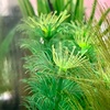 【ヒトリゴト】続・チビエビ、がんばってます！