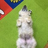 犬の開き