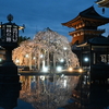 夜桜撮影会に参加